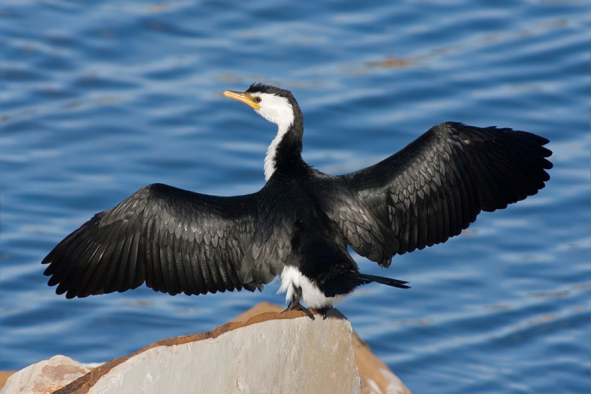 Nepal: Birding Heaven