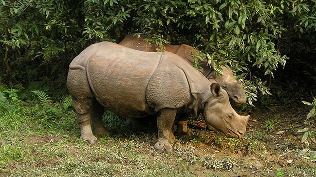 1 Night 2 Days Chitwan Safari