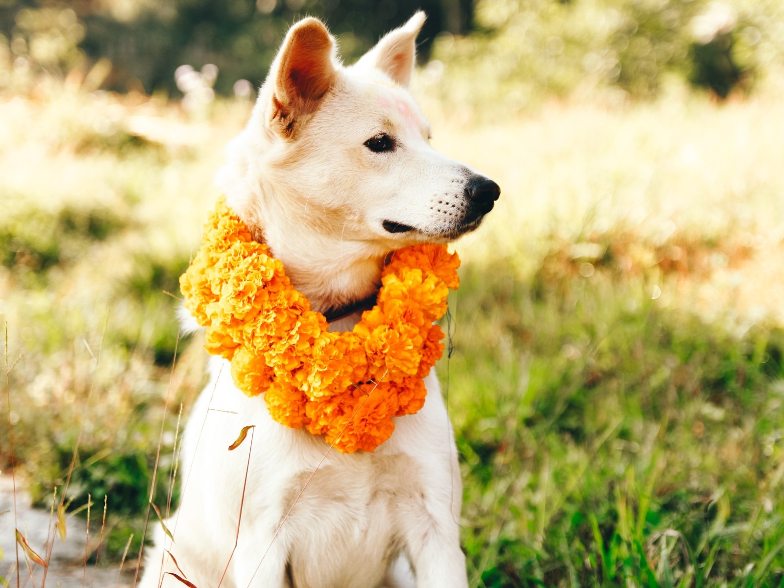 Tihar (Deepawali)